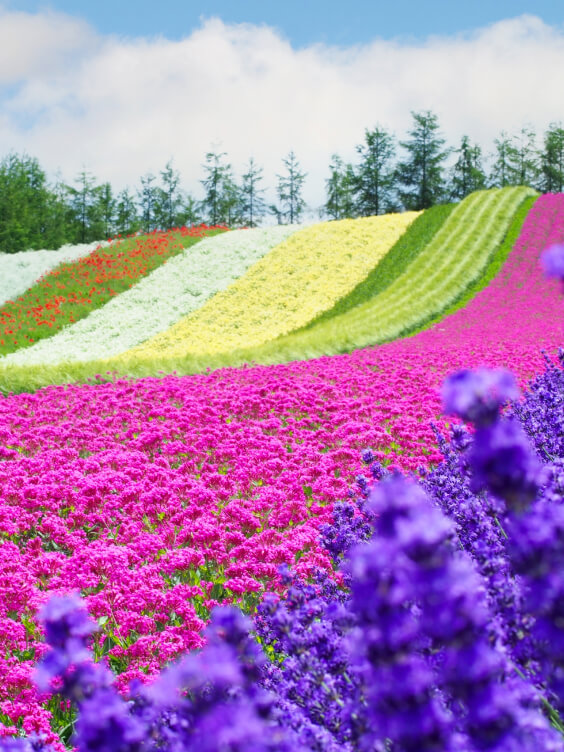 Hokkaido